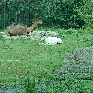 Dromedary Camel & Addax