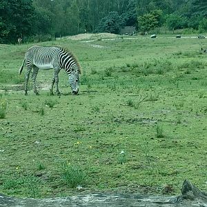 Grevy's Zebra