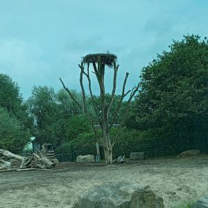 Stork Nest