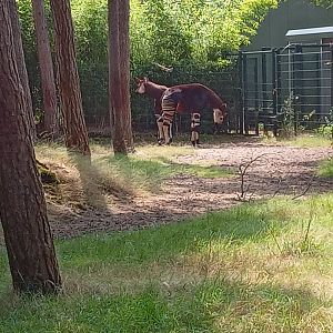 Okapi