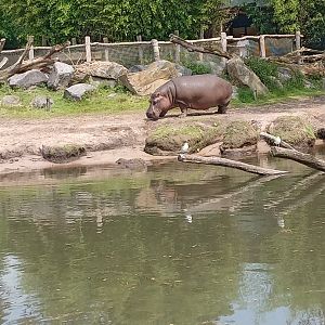 Hippopotamus