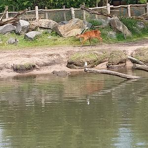 Sitatunga