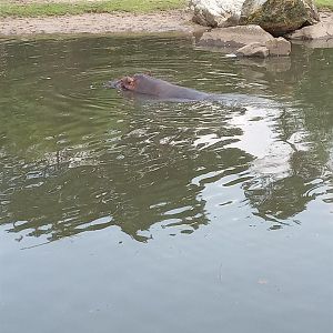 Hippopotamus