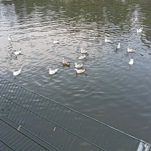 someone was throwing bread into the hippo habitat