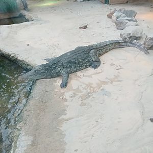 Nile Crocodile