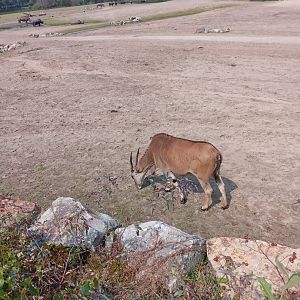 Common Eland