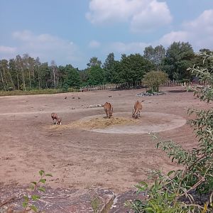Common Eland & Blesbok