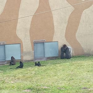 Western Lowland Gorillla & Mangaby