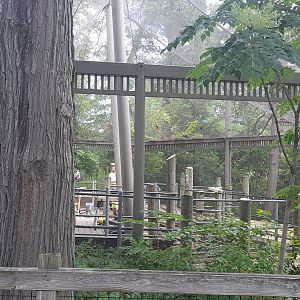 Bugideer Aviary Construction
