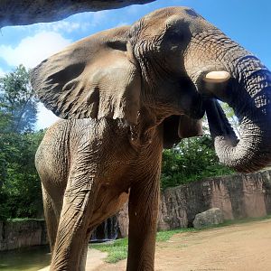 African Elephant- Shenga at the Viewing Window