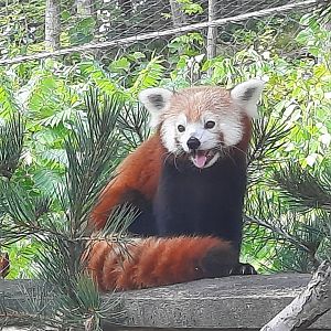 Red Panda