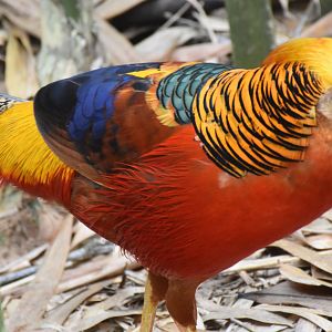 Golden Pheasant (Chrysolophus pictus)