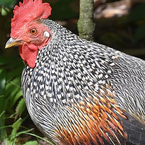Grey Junglefowl (Gallus sonneratii)