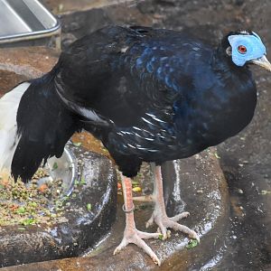 Malayan Crested Fireback (Lophura rufa)