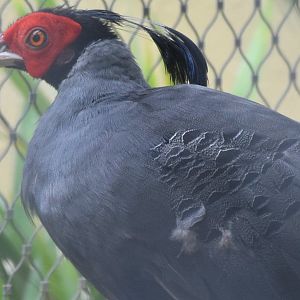 Siamese Fireback (Lophura diardi)