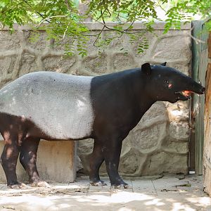 Malayan tapir