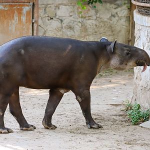 Baird's tapir