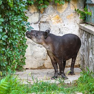 Baird's tapir