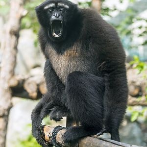 Skywalker hoolock gibbon