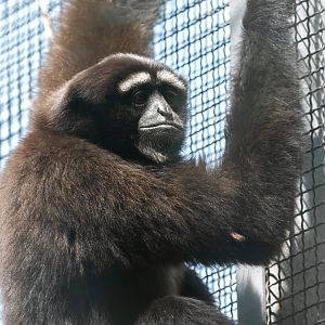 Skywalker hoolock gibbon