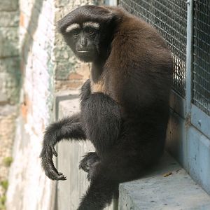 Skywalker hoolock gibbon