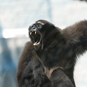 Skywalker hoolock gibbon