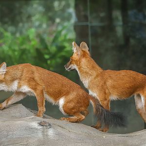 Dholes