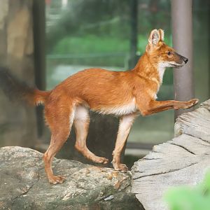 Dhole