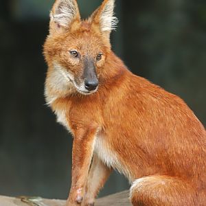 Dhole