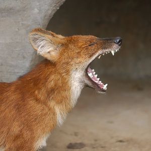 Dhole