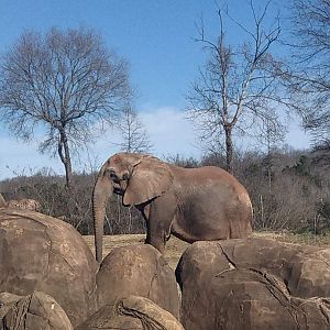 Artie the African Elephant