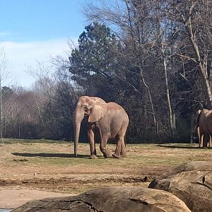 Artie the African Elephant