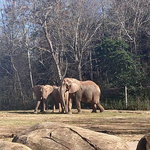 African Elephants