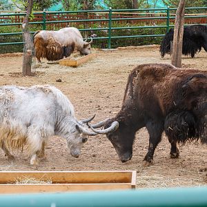Wild Yaks vs Domestic Yaks