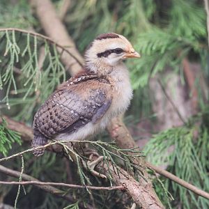 Red jungle fowl chick, CWP, UK