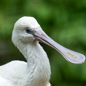 Juvenile Eurasian Spoonbill, CWP, UK