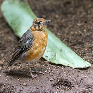 Juvenile Orange headed ground thrush, CWP, UK