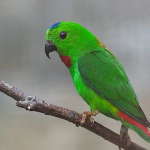 Blue crowned hanging parrot, CWP, UK