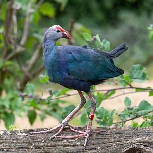 Purple swamphen, CWP, UK