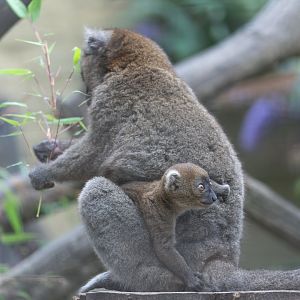 Greater Bamboo Lemur, CWP, UK