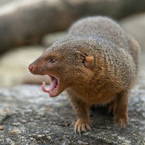 Dwarf Mongoose, CWP, UK