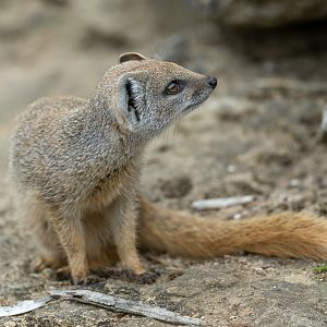 Juvenile Yellow Mongoose, CWP, UK