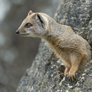 Juvenile Yellow Mongoose, CWP, UK