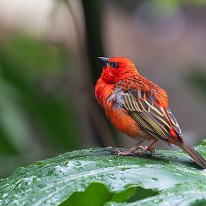 Madagascar / Red Fody, CWP, UK