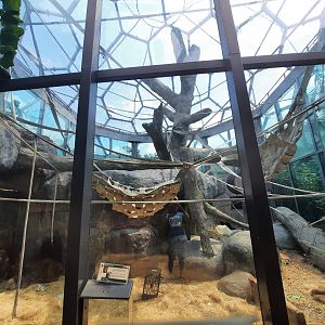 Indoor Orangutan Exhibit