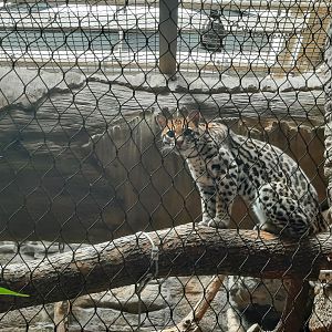 Ocelot