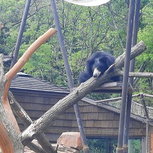 Sloth Bear Up High