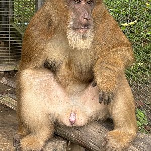Assam Macaque