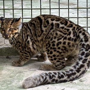 Marbled Cat