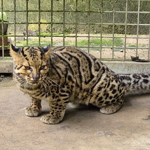 Marbled Cat